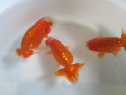 倉庫◆生体  らんちゅう　当歳魚(3匹セット）  約9センチ　らんちゅう/金魚/蘭鋳/らんちう/きんぎょ/国産金魚【金魚小屋-希-福岡】