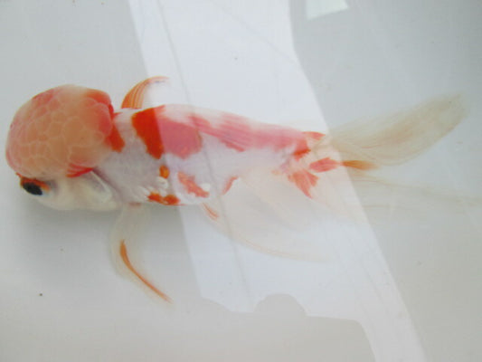倉庫◆生体（1匹）  桜東錦 参歳魚  約15センチ　 アズマニシキ/金魚/あずまにしき/黒目/さくら/きんぎょ/国産金魚【金魚小屋-希-福岡】