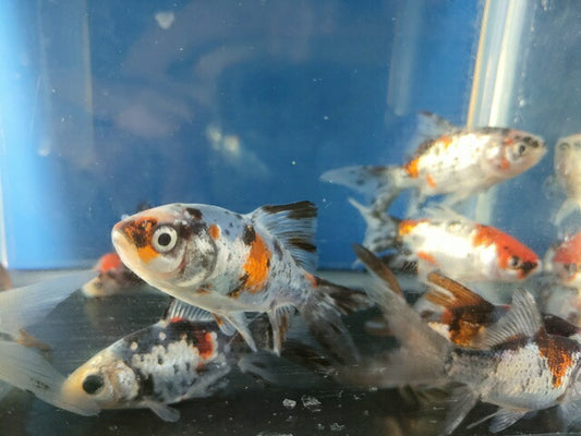 生体飯田産更紗琉金弐歳魚約7～8センチ（1匹）オランダ/金魚/ローズテール/棚田産/きんぎょ/国産金魚【金魚小屋-希-福岡】