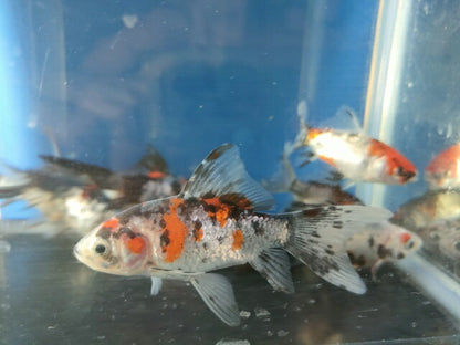 生体飯田産更紗琉金弐歳魚約7～8センチ（1匹）オランダ/金魚/ローズテール/棚田産/きんぎょ/国産金魚【金魚小屋-希-福岡】