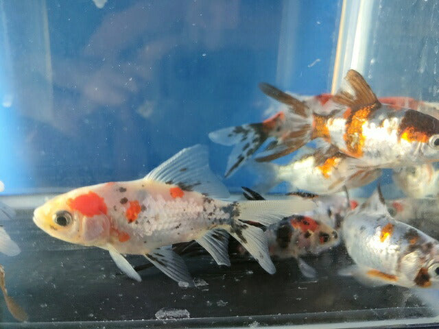 生体飯田産更紗琉金弐歳魚約7～8センチ（1匹）オランダ/金魚/ローズテール/棚田産/きんぎょ/国産金魚【金魚小屋-希-福岡】