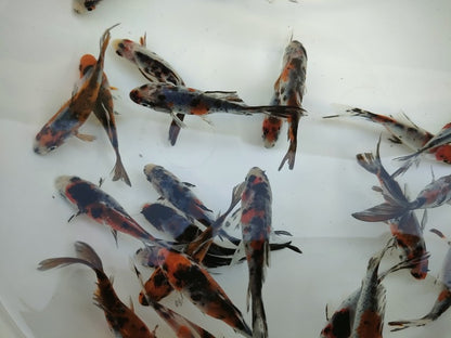 生体 弥富産 銀鱗朱文金 弐歳魚 約8センチ（1匹）コメット/和金/寿恵廣錦/長尾産/きんぎょ/国産金魚【金魚小屋-希-福岡】