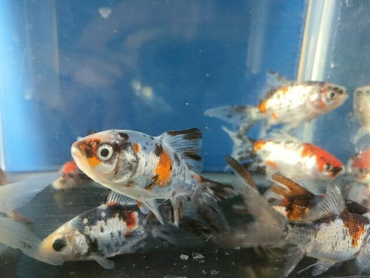 生体飯田産更紗琉金弐歳魚約7～8センチ（1匹）オランダ/金魚/ローズテール/棚田産/きんぎょ/国産金魚【金魚小屋-希-福岡】
