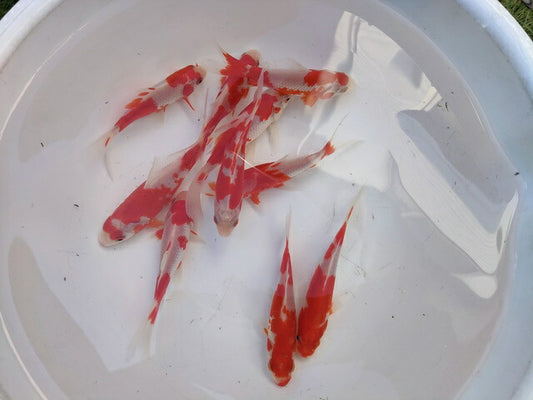 生体飯田産更紗琉金弐歳魚約7～8センチ（1匹）オランダ/金魚/ローズテール/棚田産/きんぎょ/国産金魚【金魚小屋-希-福岡】