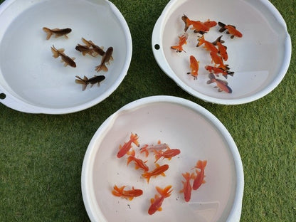 生体飯田産更紗オランダ獅子頭弐歳魚約8センチ（1匹）オランダ/金魚/ローズテール/棚田産/きんぎょ/国産金魚【金魚小屋-希-福岡】