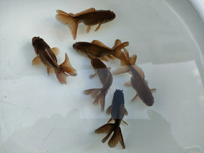 生体飯田産更紗オランダ獅子頭弐歳魚約8センチ（1匹）オランダ/金魚/ローズテール/棚田産/きんぎょ/国産金魚【金魚小屋-希-福岡】