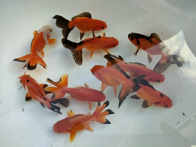 生体飯田産更紗オランダ獅子頭弐歳魚約8センチ（1匹）オランダ/金魚/ローズテール/棚田産/きんぎょ/国産金魚【金魚小屋-希-福岡】