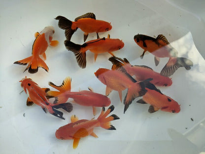 生体飯田産更紗オランダ獅子頭弐歳魚約8センチ（1匹）オランダ/金魚/ローズテール/棚田産/きんぎょ/国産金魚【金魚小屋-希-福岡】