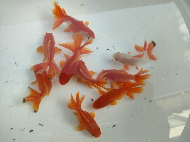 生体安井産更紗オランダ獅子頭弐歳魚約8センチ（1匹）オランダ/金魚/ローズテール/棚田産/きんぎょ/国産金魚【金魚小屋-希-福岡】