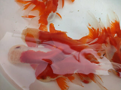 生体安井産更紗オランダ獅子頭弐歳魚約8センチ（1匹）オランダ/金魚/ローズテール/棚田産/きんぎょ/国産金魚【金魚小屋-希-福岡】