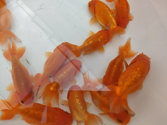 生体加藤産桜錦弐歳魚約7センチ（1匹）らんちゅう/金魚/江戸錦/変わりらんちゅう/きんぎょ/国産金魚【金魚小屋-希-福岡】