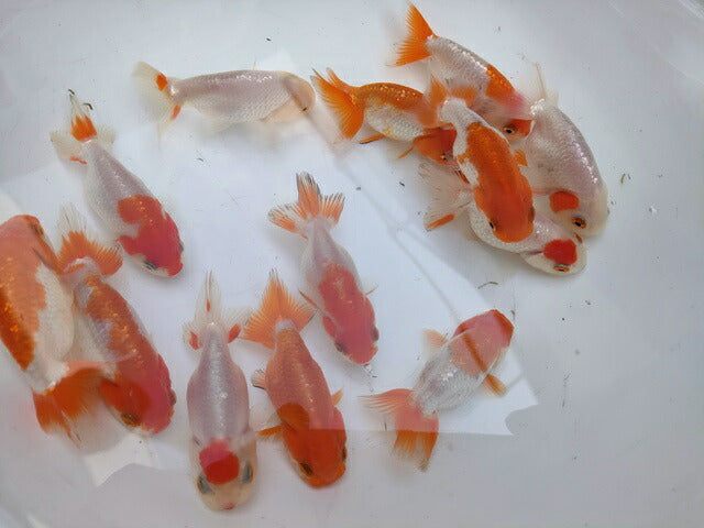 生体加藤産桜錦弐歳魚約7センチ（1匹）らんちゅう/金魚/江戸錦/変わりらんちゅう/きんぎょ/国産金魚【金魚小屋-希-福岡】