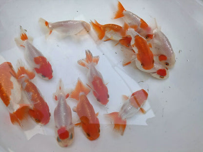 生体加藤産桜錦弐歳魚約7センチ（1匹）らんちゅう/金魚/江戸錦/変わりらんちゅう/きんぎょ/国産金魚【金魚小屋-希-福岡】