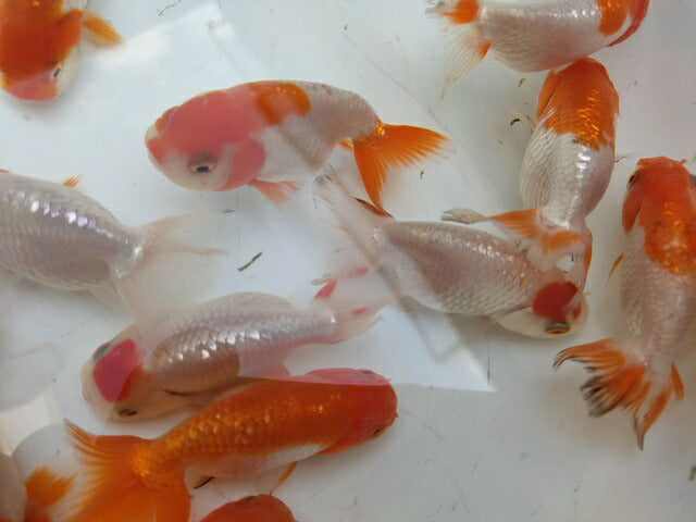 生体加藤産桜錦弐歳魚約7センチ（1匹）らんちゅう/金魚/江戸錦/変わりらんちゅう/きんぎょ/国産金魚【金魚小屋-希-福岡】