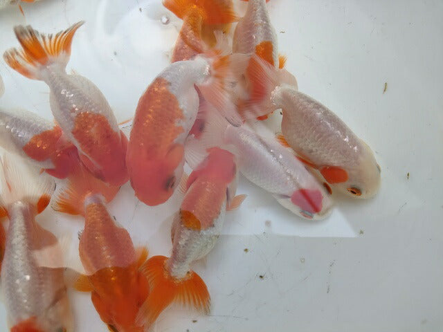 生体加藤産桜錦弐歳魚約7センチ（1匹）らんちゅう/金魚/江戸錦/変わりらんちゅう/きんぎょ/国産金魚【金魚小屋-希-福岡】
