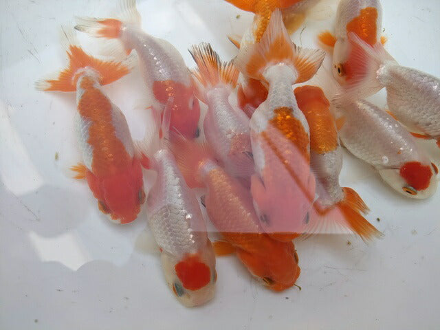 生体加藤産桜錦弐歳魚約7センチ（1匹）らんちゅう/金魚/江戸錦/変わりらんちゅう/きんぎょ/国産金魚【金魚小屋-希-福岡】