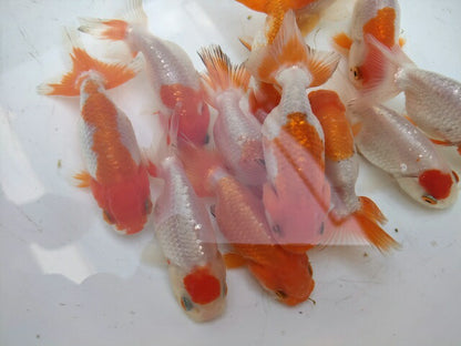 生体加藤産桜錦弐歳魚約7センチ（1匹）らんちゅう/金魚/江戸錦/変わりらんちゅう/きんぎょ/国産金魚【金魚小屋-希-福岡】