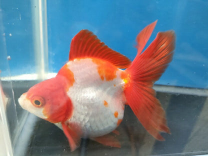 生体加藤産桜錦弐歳魚約7センチ（1匹）らんちゅう/金魚/江戸錦/変わりらんちゅう/きんぎょ/国産金魚【金魚小屋-希-福岡】