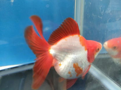 生体加藤産桜錦弐歳魚約7センチ（1匹）らんちゅう/金魚/江戸錦/変わりらんちゅう/きんぎょ/国産金魚【金魚小屋-希-福岡】