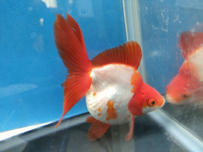 生体加藤産桜錦弐歳魚約7センチ（1匹）らんちゅう/金魚/江戸錦/変わりらんちゅう/きんぎょ/国産金魚【金魚小屋-希-福岡】