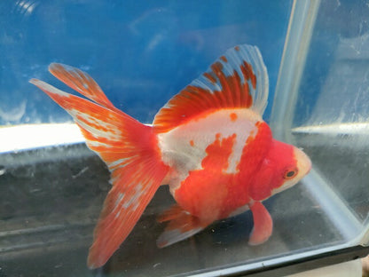 生体加藤産桜錦弐歳魚約7センチ（1匹）らんちゅう/金魚/江戸錦/変わりらんちゅう/きんぎょ/国産金魚【金魚小屋-希-福岡】
