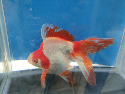 生体加藤産桜錦弐歳魚約7センチ（1匹）らんちゅう/金魚/江戸錦/変わりらんちゅう/きんぎょ/国産金魚【金魚小屋-希-福岡】