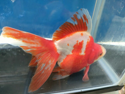 生体加藤産桜錦弐歳魚約7センチ（1匹）らんちゅう/金魚/江戸錦/変わりらんちゅう/きんぎょ/国産金魚【金魚小屋-希-福岡】