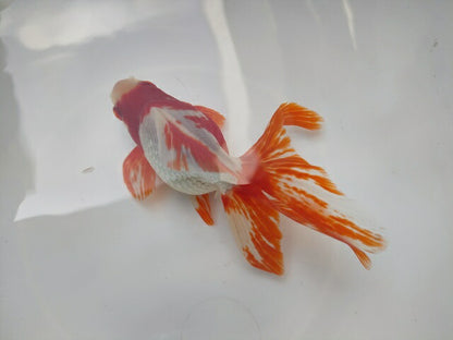 生体 飯田産更紗琉金(b) 三歳魚 12～13センチ（1匹）オランダ/金魚/和金/棚田産/きんぎょ/国産金魚【金魚小屋-希-福岡】