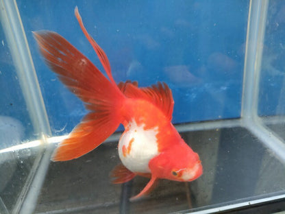 生体加藤産桜錦弐歳魚約7センチ（1匹）らんちゅう/金魚/江戸錦/変わりらんちゅう/きんぎょ/国産金魚【金魚小屋-希-福岡】