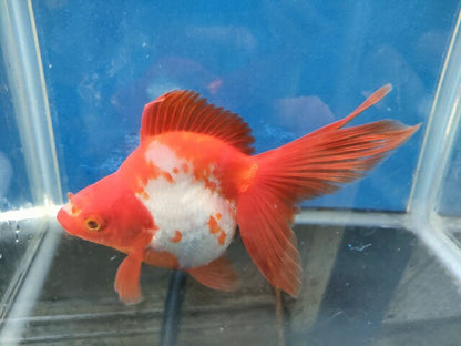 生体加藤産桜錦弐歳魚約7センチ（1匹）らんちゅう/金魚/江戸錦/変わりらんちゅう/きんぎょ/国産金魚【金魚小屋-希-福岡】