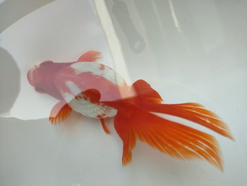 生体加藤産桜錦弐歳魚約7センチ（1匹）らんちゅう/金魚/江戸錦/変わりらんちゅう/きんぎょ/国産金魚【金魚小屋-希-福岡】