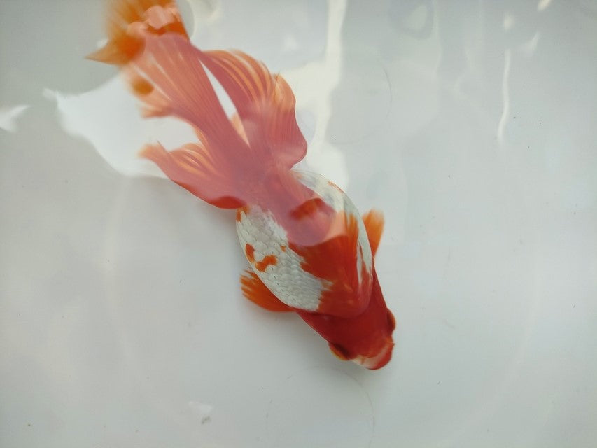 生体 飯田産更紗琉金(c) 三歳魚 12～13センチ（1匹）オランダ/金魚/和金/棚田産/きんぎょ/国産金魚【金魚小屋-希-福岡】