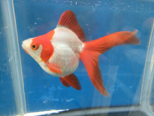 生体加藤産桜錦弐歳魚約7センチ（1匹）らんちゅう/金魚/江戸錦/変わりらんちゅう/きんぎょ/国産金魚【金魚小屋-希-福岡】