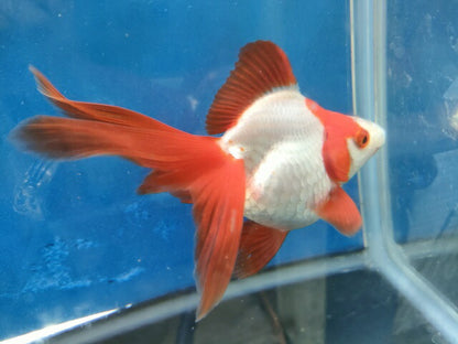 生体加藤産桜錦弐歳魚約7センチ（1匹）らんちゅう/金魚/江戸錦/変わりらんちゅう/きんぎょ/国産金魚【金魚小屋-希-福岡】