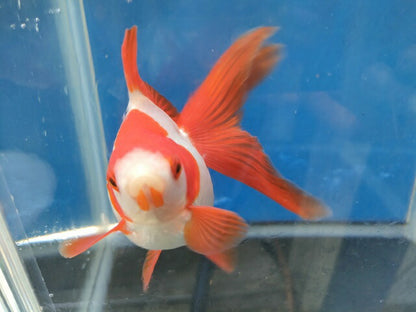 生体加藤産桜錦弐歳魚約7センチ（1匹）らんちゅう/金魚/江戸錦/変わりらんちゅう/きんぎょ/国産金魚【金魚小屋-希-福岡】