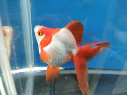 生体加藤産桜錦弐歳魚約7センチ（1匹）らんちゅう/金魚/江戸錦/変わりらんちゅう/きんぎょ/国産金魚【金魚小屋-希-福岡】