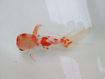 倉庫◆生体（1匹）  桜東錦 参歳魚  約15センチ　 アズマニシキ/金魚/あずまにしき/黒目/さくら/きんぎょ/国産金魚【金魚小屋-希-福岡】