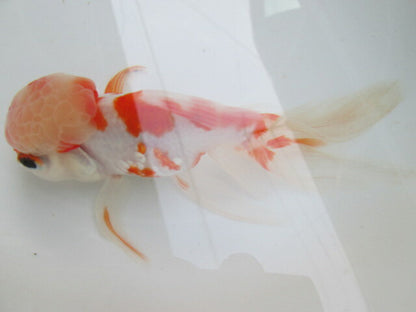 倉庫◆生体（1匹）  桜東錦 参歳魚  約15センチ　 アズマニシキ/金魚/あずまにしき/黒目/さくら/きんぎょ/国産金魚【金魚小屋-希-福岡】