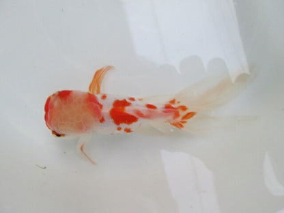 倉庫◆生体（1匹）  桜東錦 参歳魚  約15センチ　 アズマニシキ/金魚/あずまにしき/黒目/さくら/きんぎょ/国産金魚【金魚小屋-希-福岡】