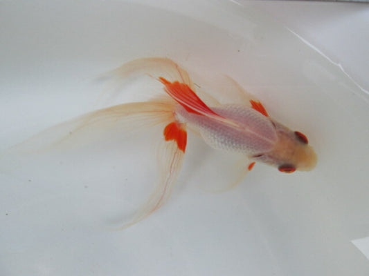 倉庫◆生体（1匹）  琉金ロングテール 参歳魚  約13センチ　 リュウキン/金魚/りゅうきん/尾長/赤目/きんぎょ/国産金魚【金魚小屋-希-福岡】