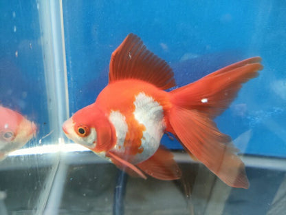 生体加藤産桜錦弐歳魚約7センチ（1匹）らんちゅう/金魚/江戸錦/変わりらんちゅう/きんぎょ/国産金魚【金魚小屋-希-福岡】