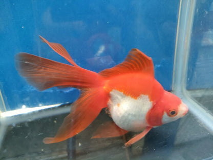 生体加藤産桜錦弐歳魚約7センチ（1匹）らんちゅう/金魚/江戸錦/変わりらんちゅう/きんぎょ/国産金魚【金魚小屋-希-福岡】