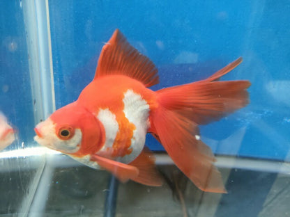 生体加藤産桜錦弐歳魚約7センチ（1匹）らんちゅう/金魚/江戸錦/変わりらんちゅう/きんぎょ/国産金魚【金魚小屋-希-福岡】