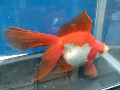 生体加藤産桜錦弐歳魚約7センチ（1匹）らんちゅう/金魚/江戸錦/変わりらんちゅう/きんぎょ/国産金魚【金魚小屋-希-福岡】