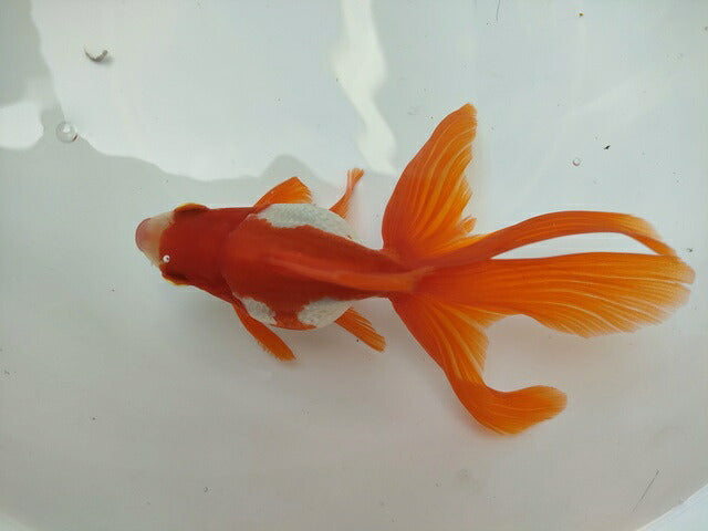 生体 飯田産更紗琉金(e) 三歳魚 12～13センチ（1匹）オランダ/金魚/和金/棚田産/きんぎょ/国産金魚【金魚小屋-希-福岡】