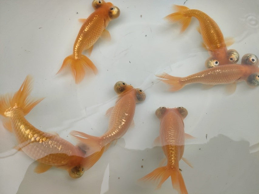 生体加藤産桜錦弐歳魚約7センチ（1匹）らんちゅう/金魚/江戸錦/変わりらんちゅう/きんぎょ/国産金魚【金魚小屋-希-福岡】