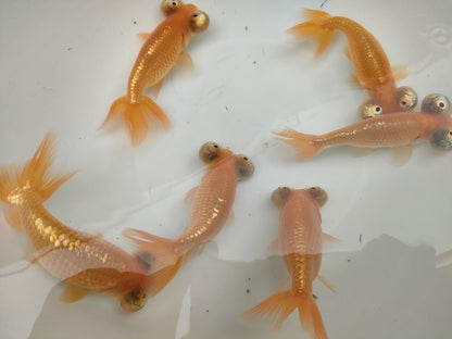 生体加藤産桜錦弐歳魚約7センチ（1匹）らんちゅう/金魚/江戸錦/変わりらんちゅう/きんぎょ/国産金魚【金魚小屋-希-福岡】