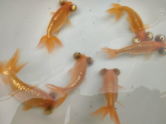 生体加藤産桜錦弐歳魚約7センチ（1匹）らんちゅう/金魚/江戸錦/変わりらんちゅう/きんぎょ/国産金魚【金魚小屋-希-福岡】