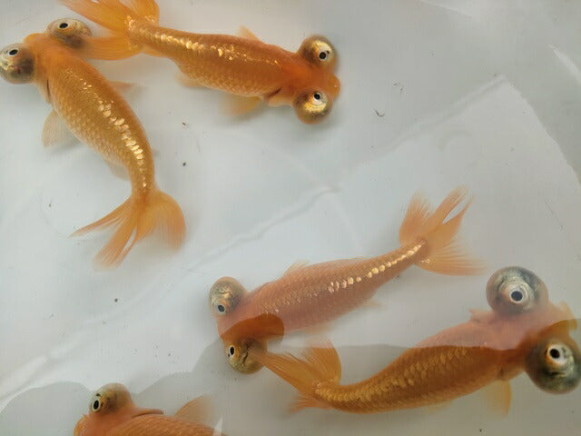 生体加藤産桜錦弐歳魚約7センチ（1匹）らんちゅう/金魚/江戸錦/変わりらんちゅう/きんぎょ/国産金魚【金魚小屋-希-福岡】