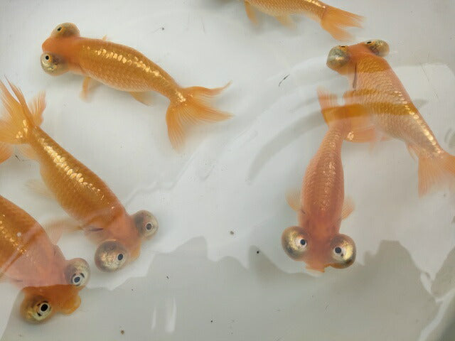 生体加藤産桜錦弐歳魚約7センチ（1匹）らんちゅう/金魚/江戸錦/変わりらんちゅう/きんぎょ/国産金魚【金魚小屋-希-福岡】